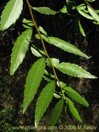 Image of Azara lanceolata (Aromo). Click to enlarge parts of image.